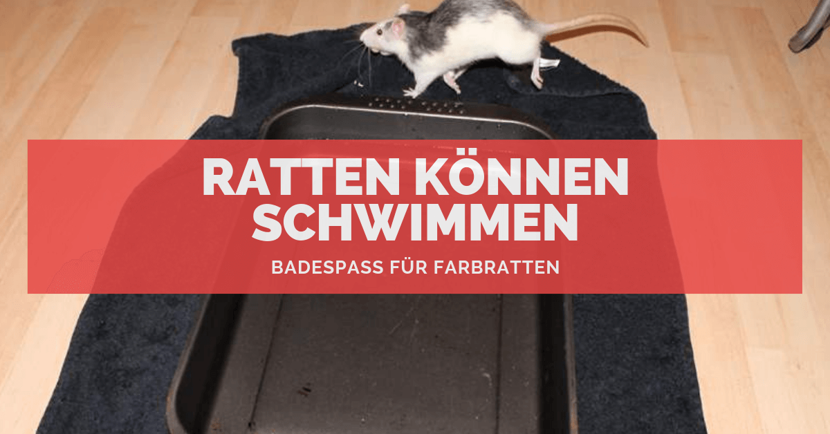 Ratten können schwimmen ᐅ Badespaß für Farbratten