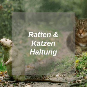 Ratten und Katzen Haltung