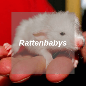 Rattenbabys