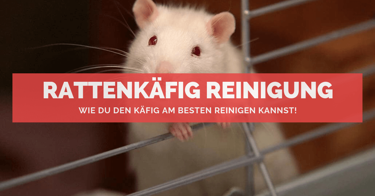 Rattenkäfig Reinigung ᐅ Wie Du den Käfig am besten reinigst!