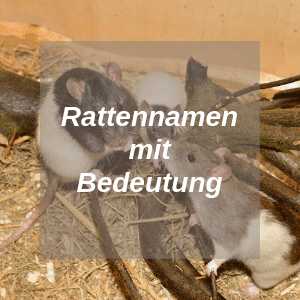 Rattennamen mit Bedeutung