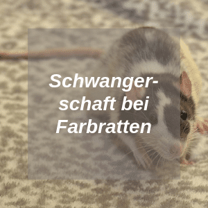 Schwangerschaft bei Farbratten