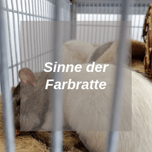 Sinne der Farbratte