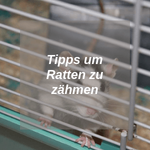 zähmen