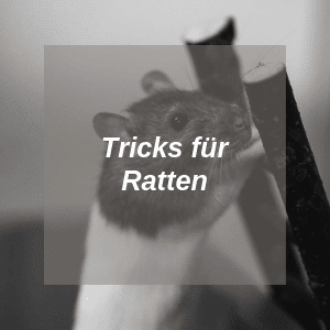 Tricks für Ratten