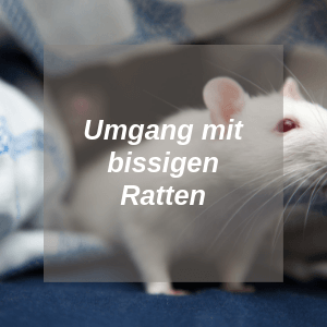 Bissige Ratten