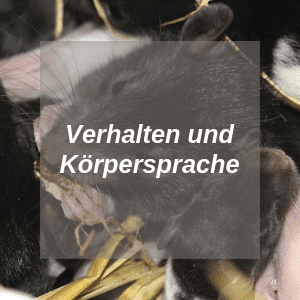 Verhalten und Körpersprache Ratten