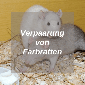 Verpaarung von Farbratten