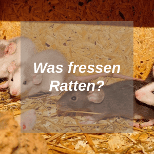Was fressen Ratten