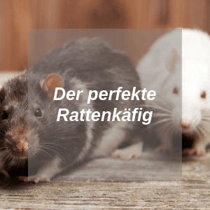 perfekter Rattenkäfig