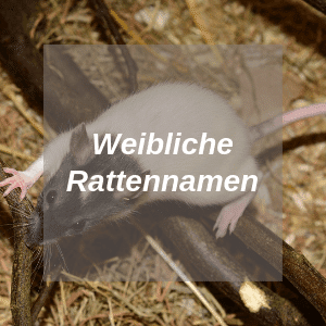 Weibliche Rattennamen
