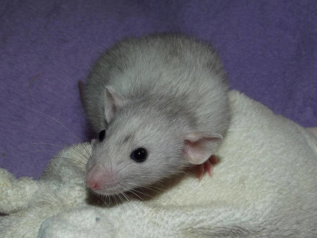 Dumbo Ratte große Ohren Dumbo Ratte große Ohren
