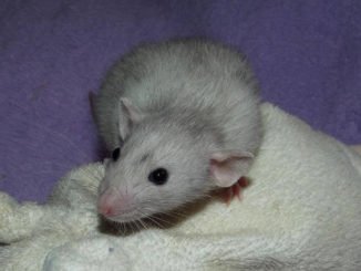 Dumbo Ratte große Ohren