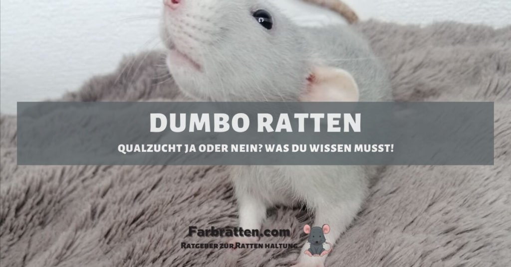 Dumbo Ratten - FB 3