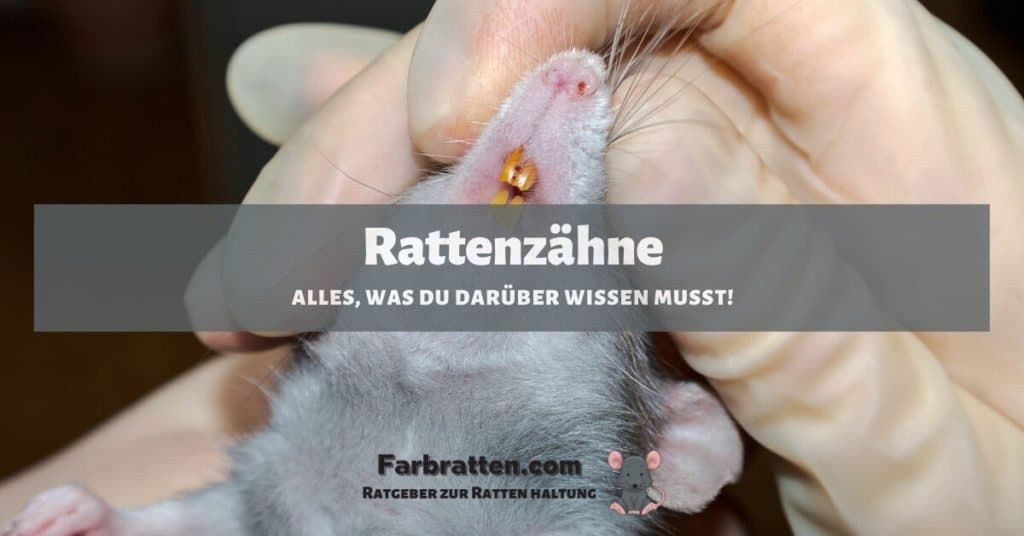 Rattenzähne - FB 2