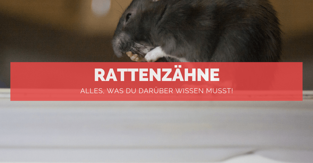 Rattenzähne Rattenzähne