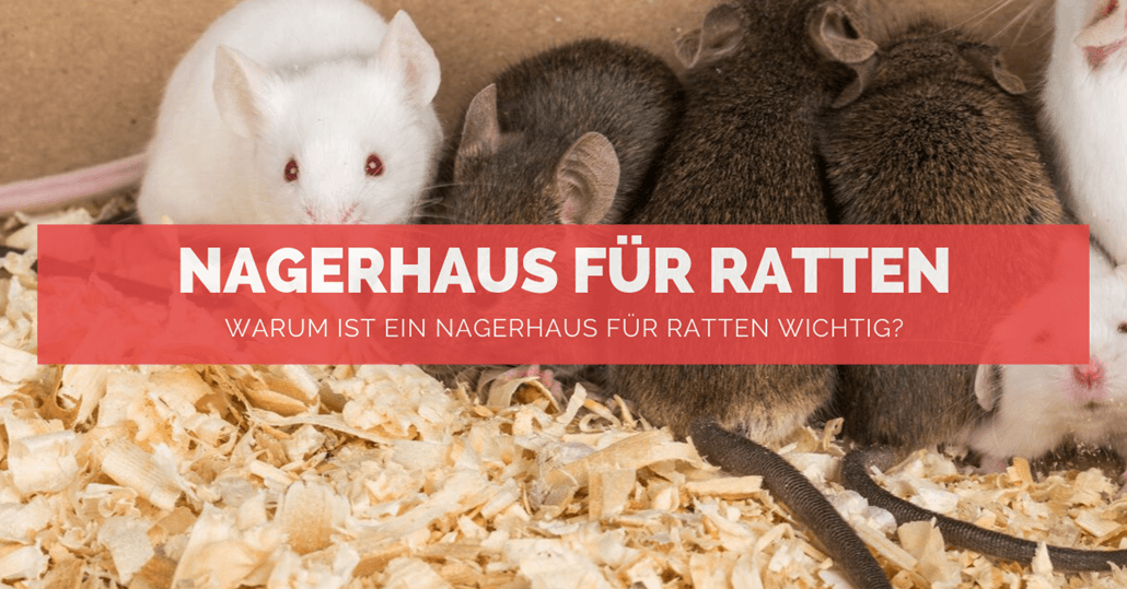 Nagerhaus für Ratten Nagerhaus für Ratten