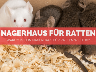 Nagerhaus für Ratten