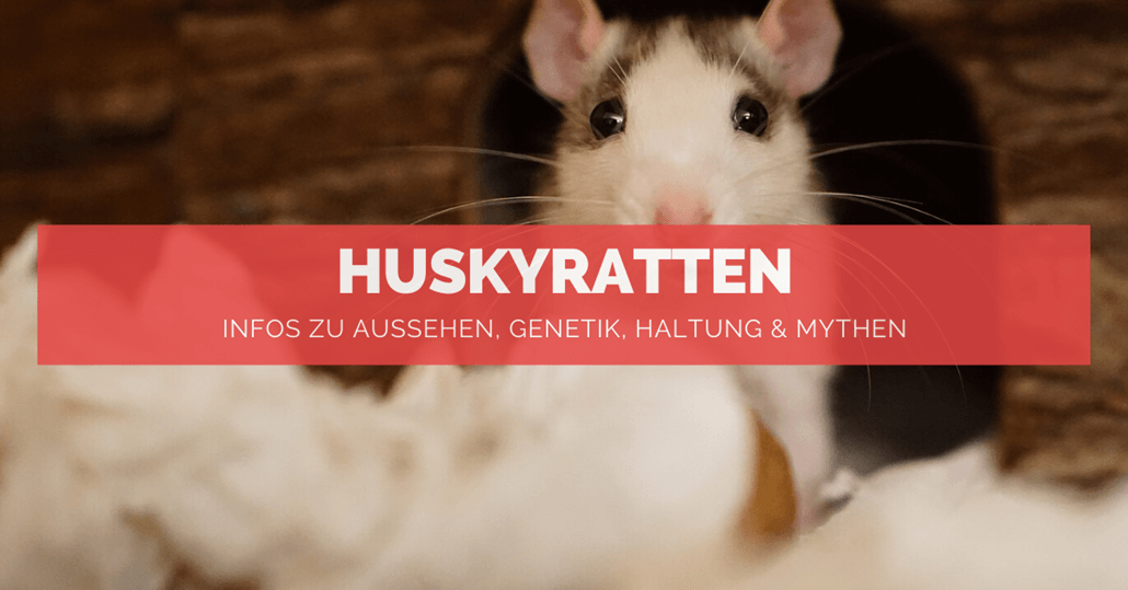 Huskyratten - FB Huskyratten - FB