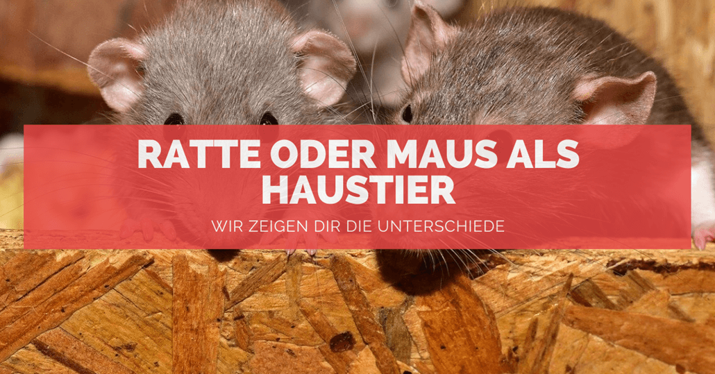 Ratte oder Maus als Haustier ᐅ Unterschiede bei der Haltung