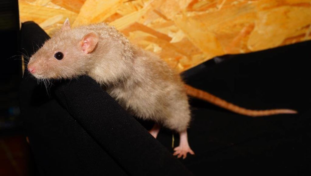 Ratte Dämmerungsaktiv