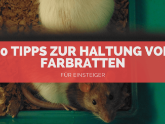 Ratten Haltung - FB