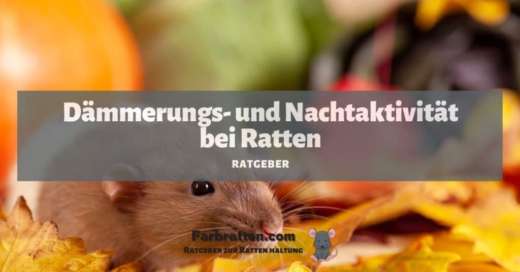 Ratten nachtaktiv - FB 2