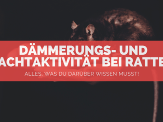 Ratten nachtaktiv - FB