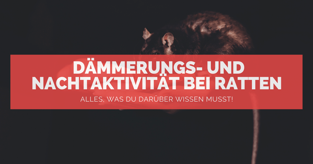 Ratten nachtaktiv - FB Ratten nachtaktiv - FB