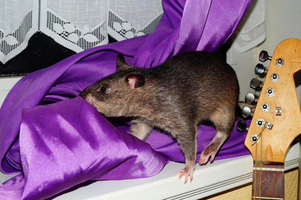 Gewicht Und Grosse Bei Ratten á… Was Ist Eigentlich Normal