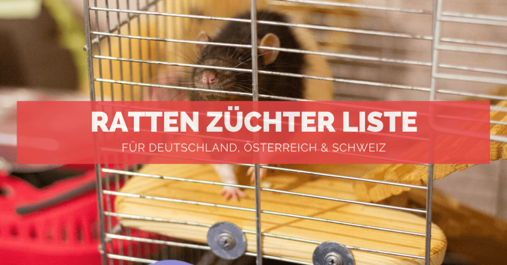 Ratten Züchter Liste - FB Ratten Züchter Liste - FB
