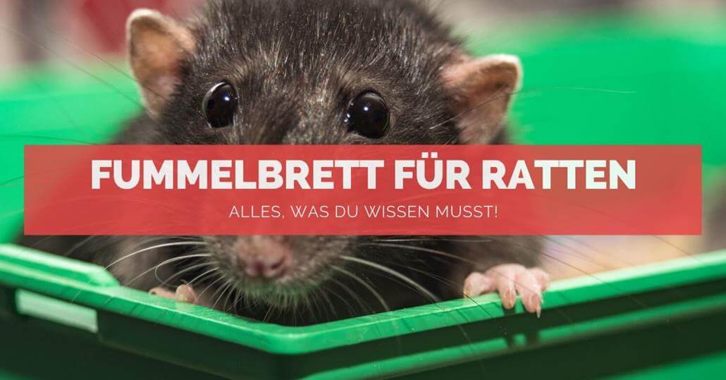 Fummelbrett für Ratten - FB
