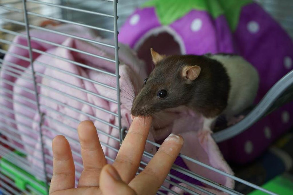 Ratte leckt am Finger