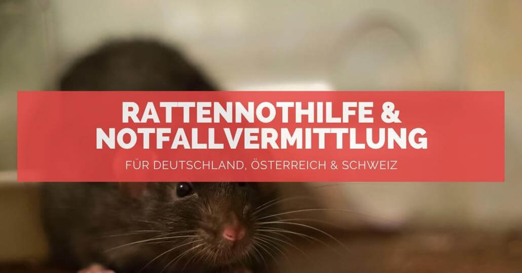 Rattennothilfe - FB Rattennothilfe - FB