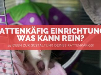 Rattenkäfig Einrichtung - FB