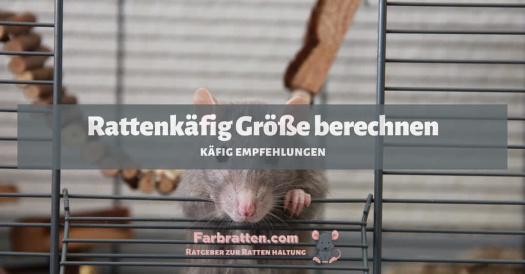 Rattenkäfig Größe berechnen - FB 2
