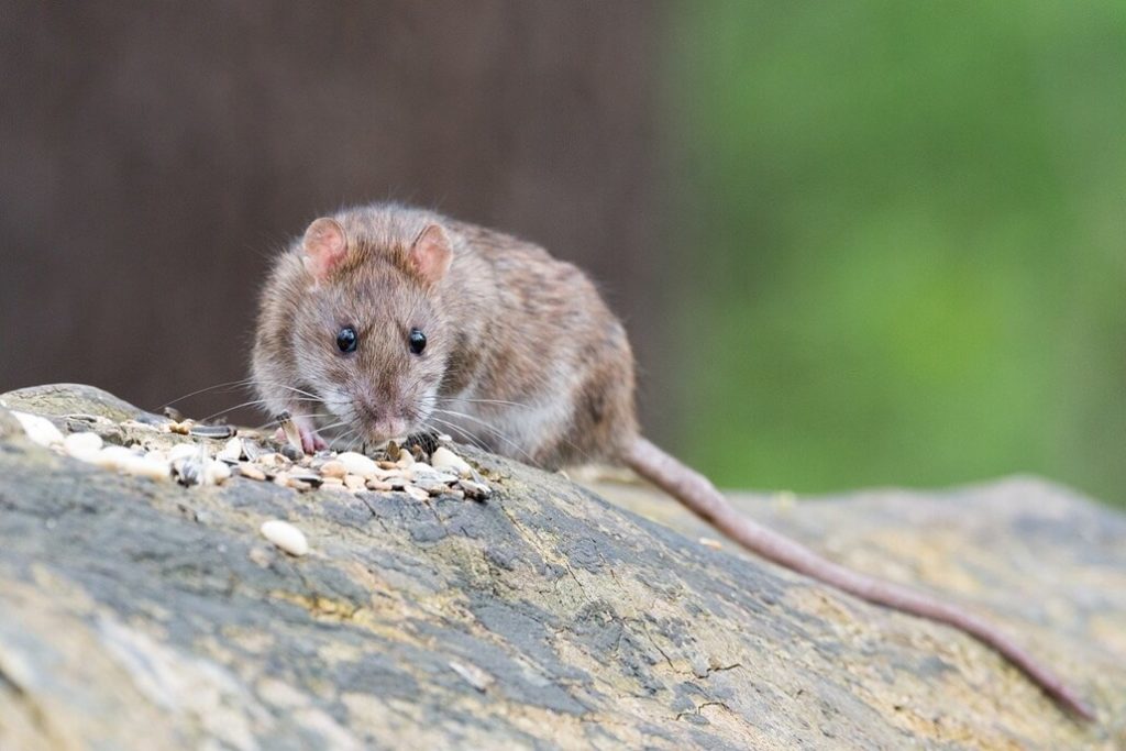 Wanderratte Rattus norvegicus