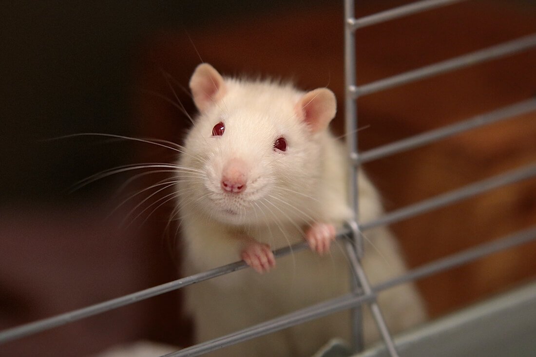 Albino-Ratten