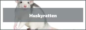 Husky Ratten