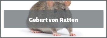 Ratten Geburt