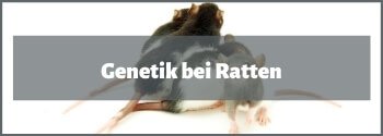 Ratten Genetik