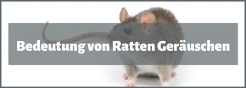 Ratten Geräusche