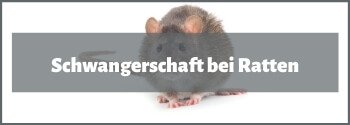 Ratten Schwangerschaft