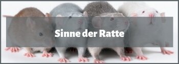 Ratten Sinne