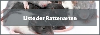Rattenarten