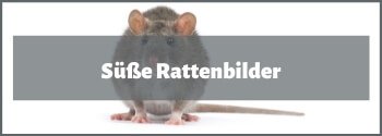 Rattenbilder