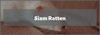 Siam Ratten