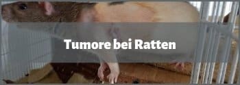 Tumore bei Ratten