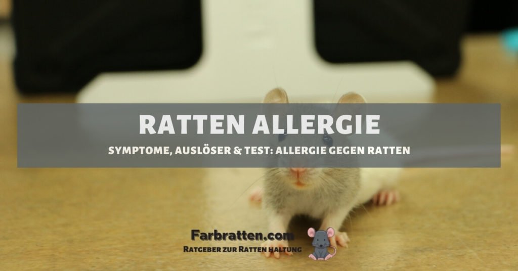 Ratten Allergie - FB 2