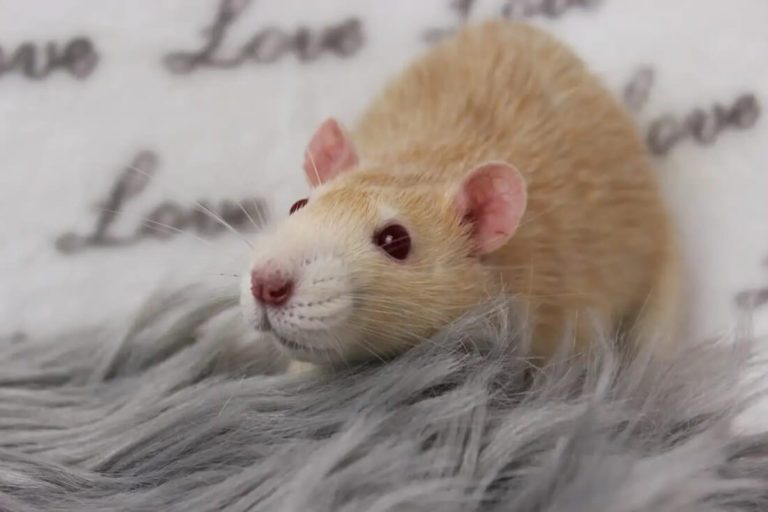 Warm Ratten Color Farbratten Farben ᐅ Übersicht der Fellfarben bei Ratten